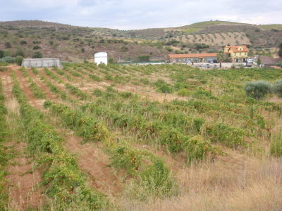 Quinta Chão d'Ordem.